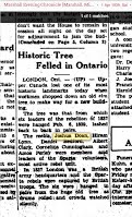 1939 Tree removed 100 years later
